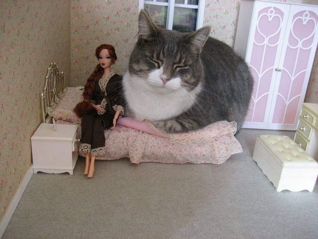 [Image] Result of cat invading the dollhouse wwwwwwwwwwwww