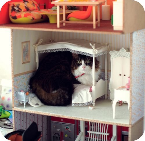 [Image] Result of cat invading the dollhouse wwwwwwwwwwwww