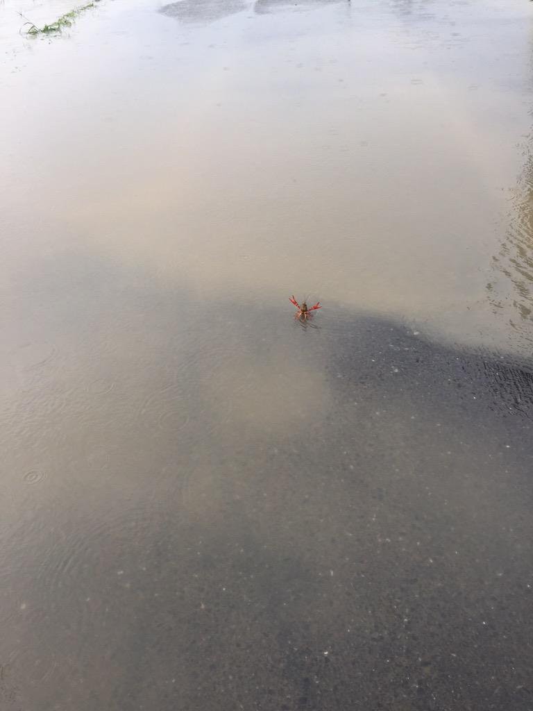 [Image] Crayfish confronting the flood wwwwww