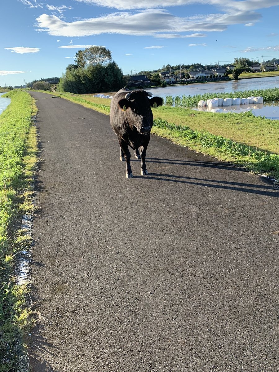 [Super Image] Cattle appear on the dike